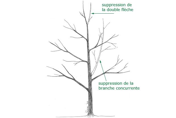 Supression de la double flèche et de la branche concurrente