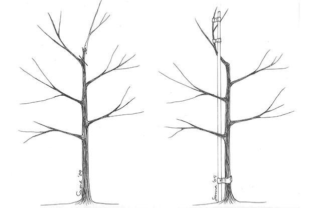 Replacing a damaged leader (with stake)
