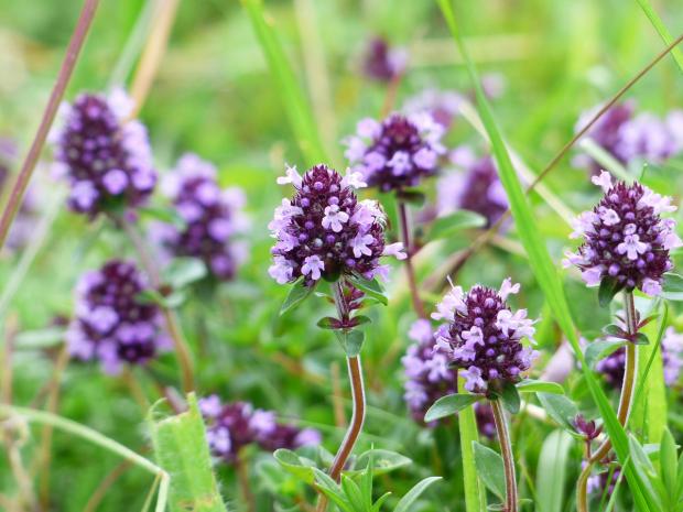 Fines herbes