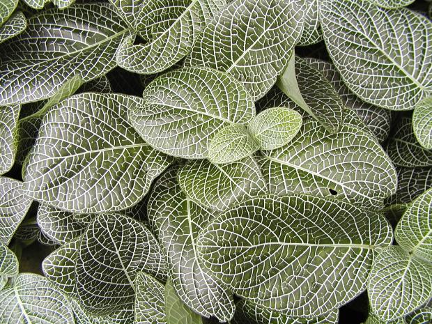 Fittonia verschaffeltii var. argyroneura