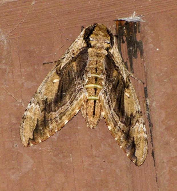 Sphinx de l’orme