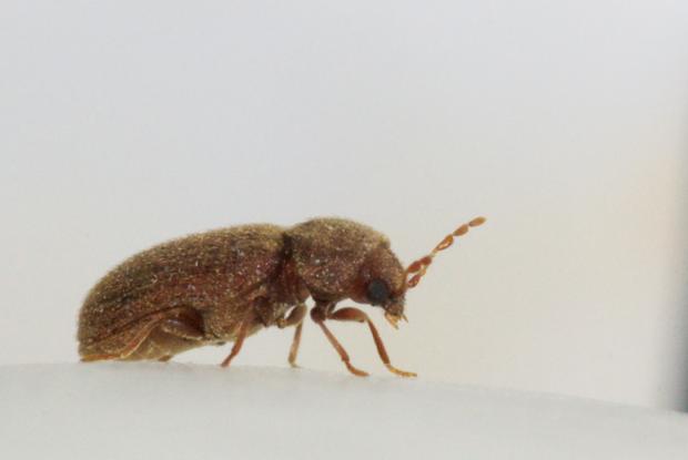 Drugstore beetle