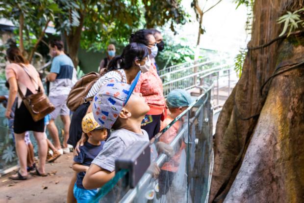La Forêt tropicale humide du Biodôme
