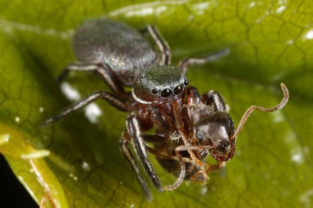 Spider eating an ant.