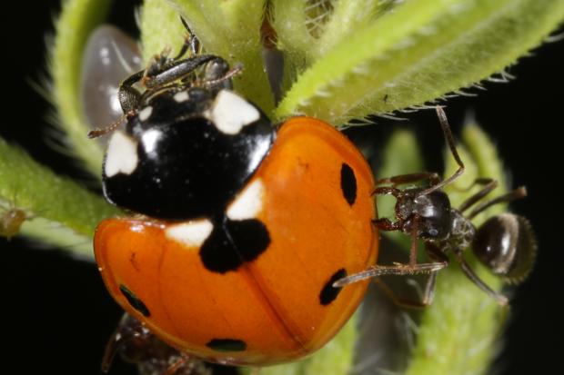 Attaque d'une coccinelle, Québec, Canada.