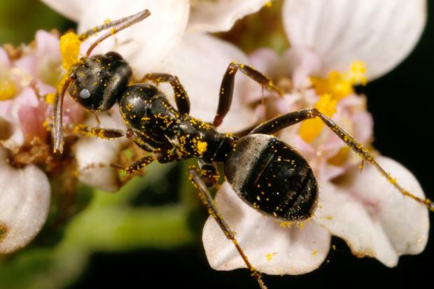 Ant, Québec, Canada.