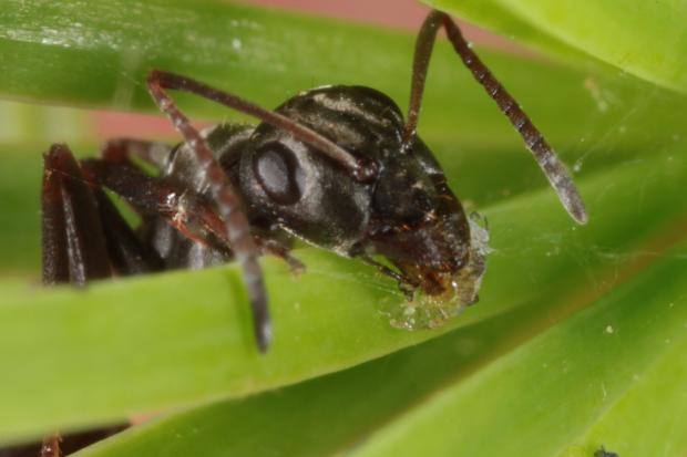 Ant, Quebec, Canada