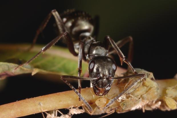 Ants, Québec, Canada.