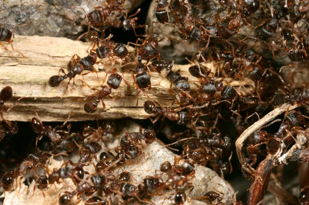 Ants, Québec, Canada.