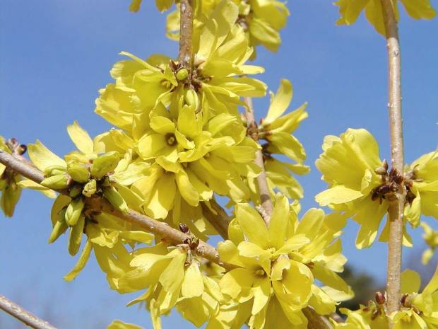 Forsythia mandshurica