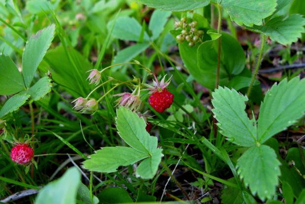 Fragaria virginiana