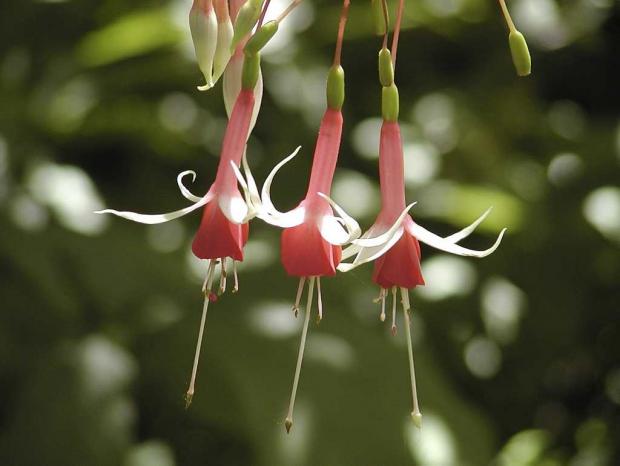 Fuchsia 'Checkerboard'