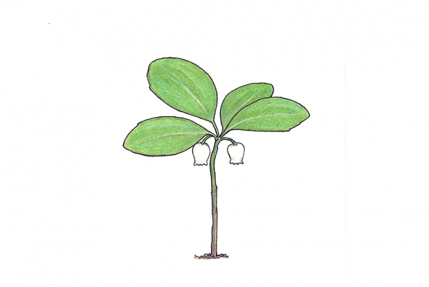 Gaultheria procumbens