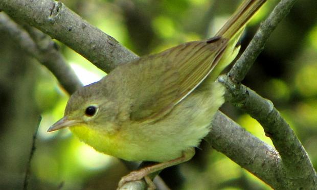Geothlypis trichas