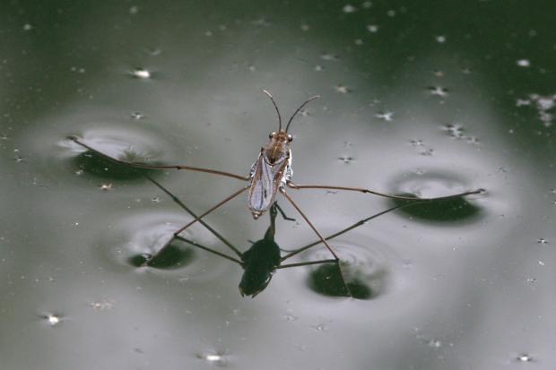 Gerris sp.