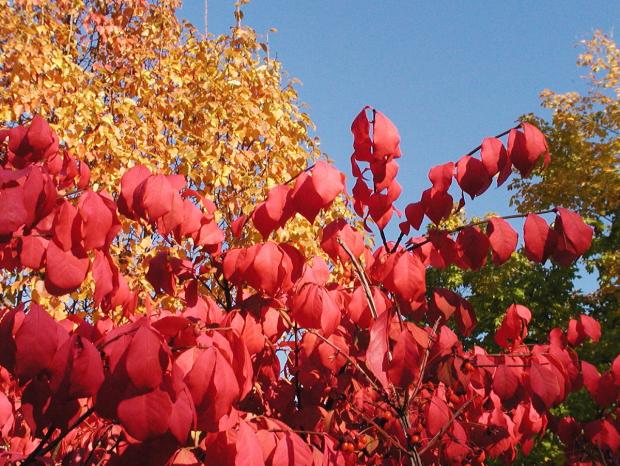 Euonymus alatus