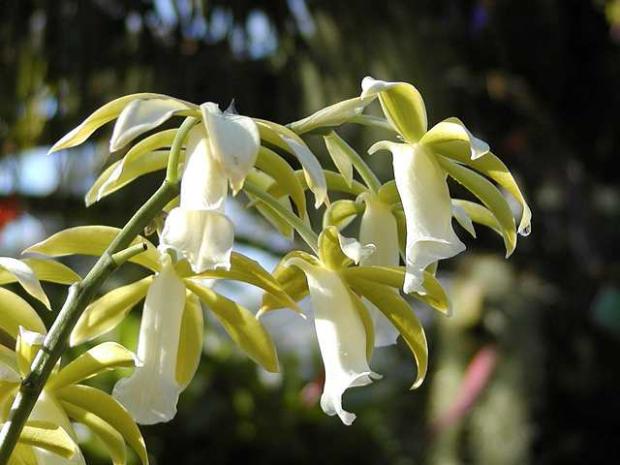 Phaius tankervilleae 'Alba'
