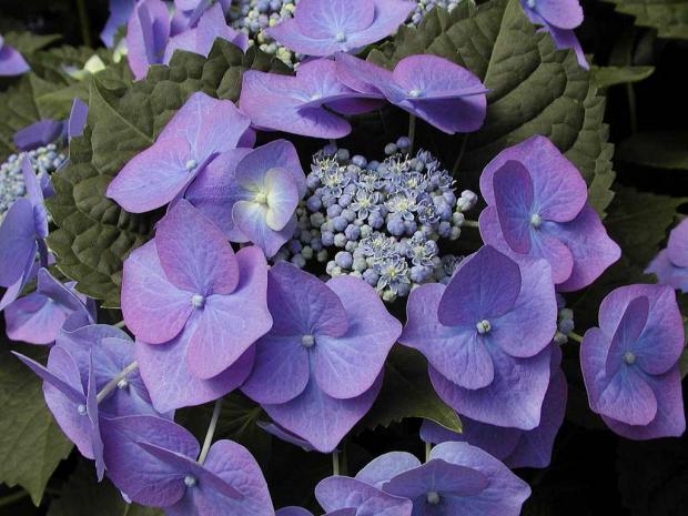 Hydrangea macrophylla 'Blaumeise'