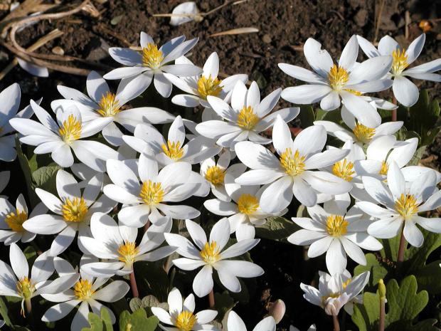 Sanguinaria canadensis