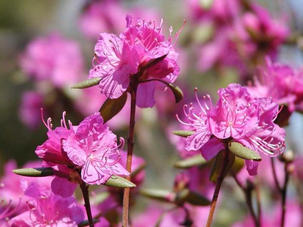 Rhododendron dauricum var. sempervirens