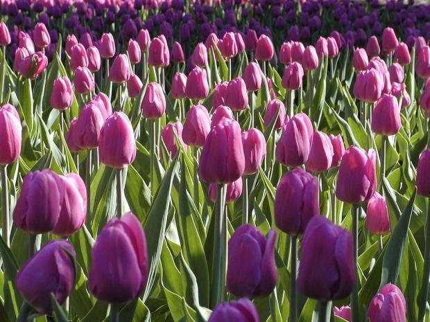 Tulipa 'Negrita'