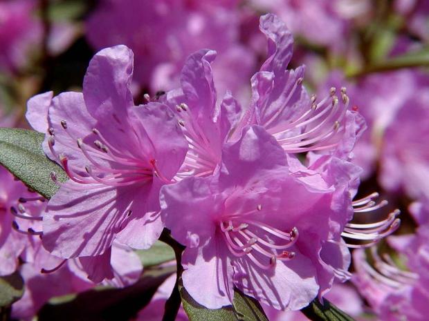 Les rhododendrons (tsutsuji)
