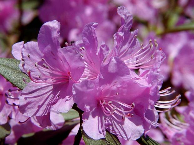 Rhododendron (tsutsuji)
