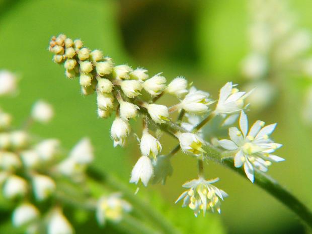 Tiarella cordifolia