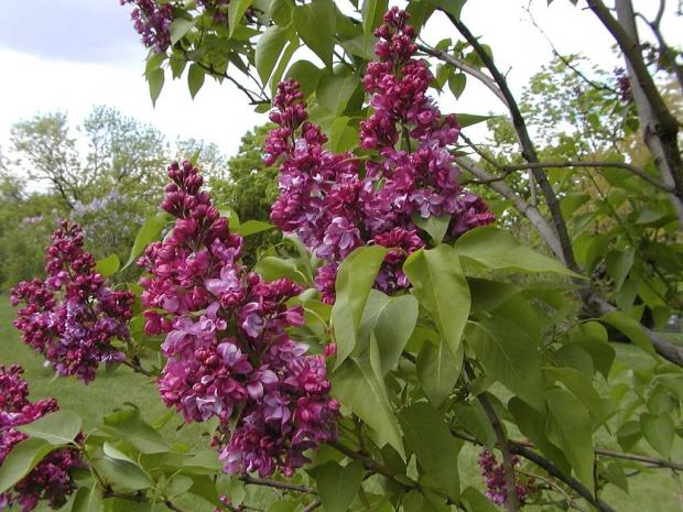 Syringa vulgaris 'Mrs.Edward Harding'