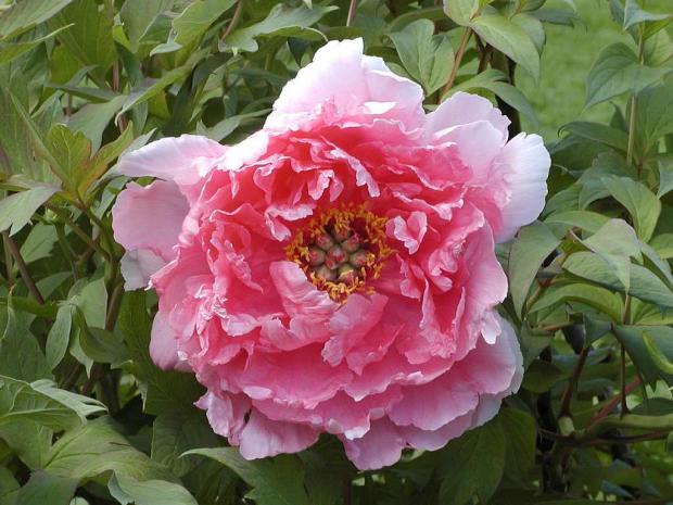 La pivoine arbustive (botan)