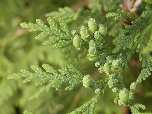 Thuja occidentalis