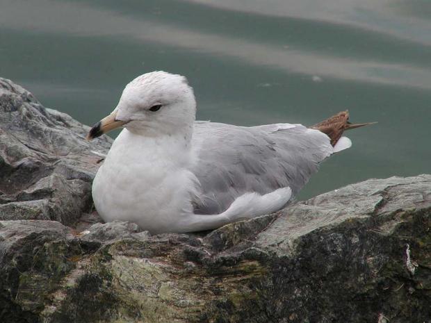Larus delawarensis