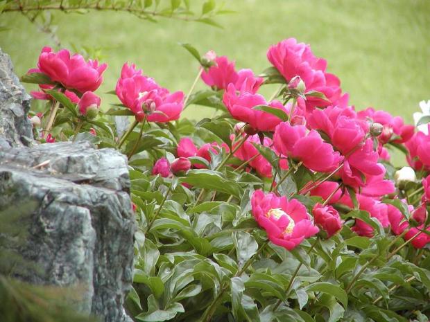 Paeonia cv.