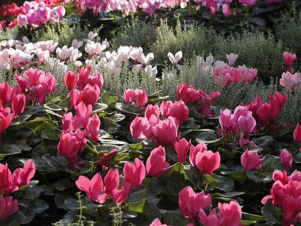 Cyclamen