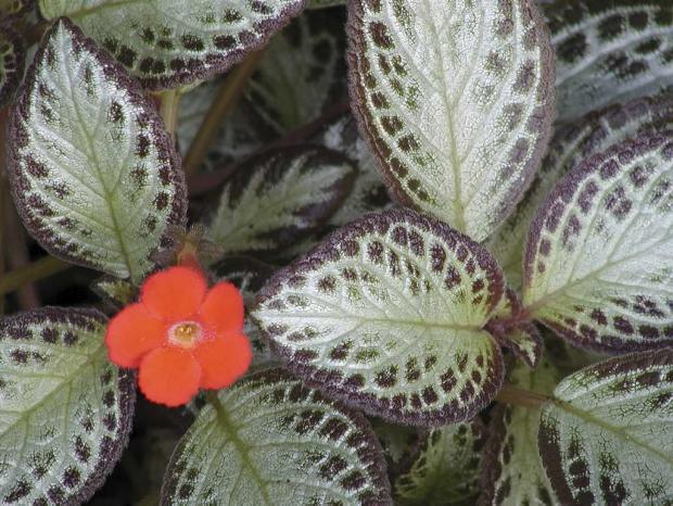 Episcia cupreata 'Acajou'