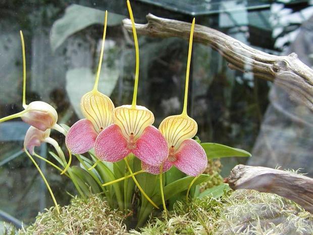 L'orchidée Masdevallia caudata 'Janet' AM/AOS dans un terrarium