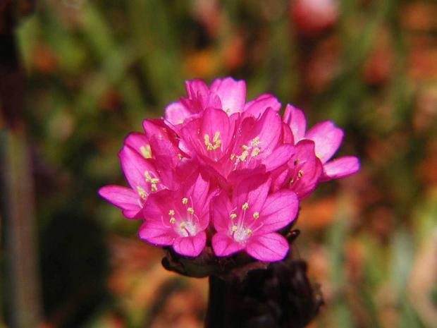 Armeria maritima 'Dusseldorfer Stolz'