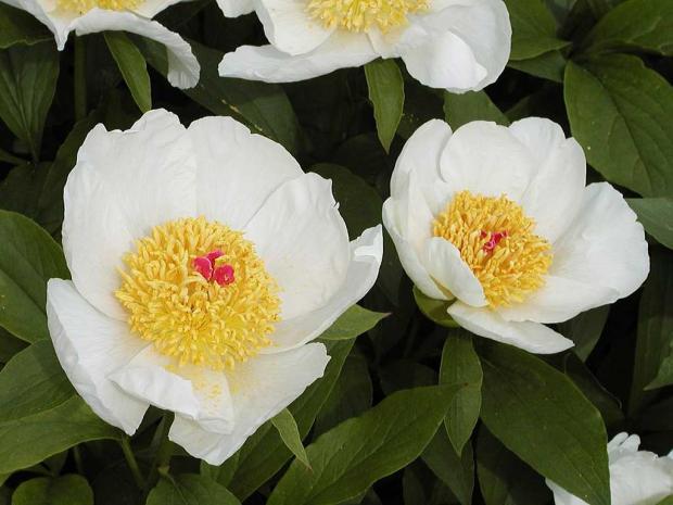 Paeonia 'Quad' x 'Archangel' 