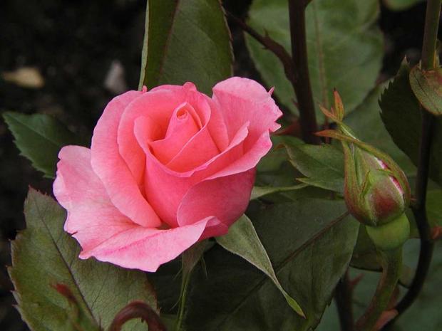 Rosa 'Queen Elizabeth'