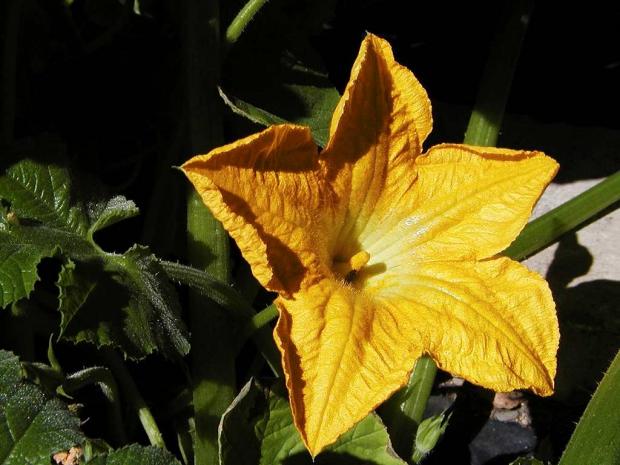 Cucurbita pepo 'Baby Bear'