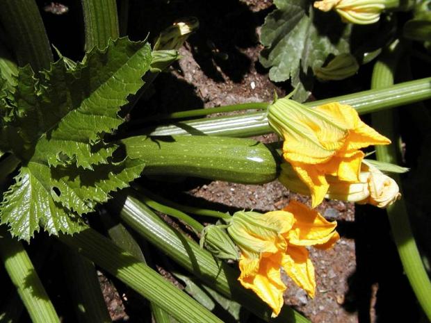 Cucurbita pepo var. medullosa