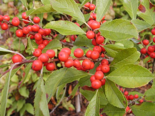 Common winterberry