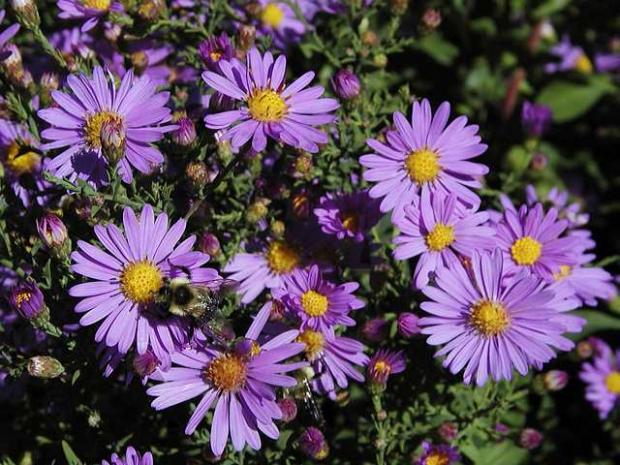 Symphyotrichum laeve 'Bluebird'