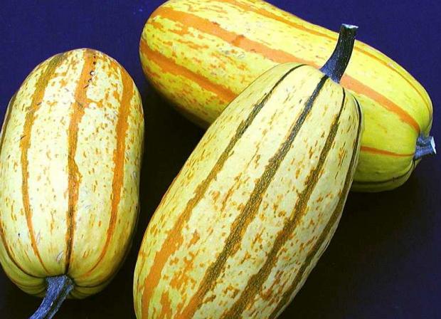 Cucurbita pepo 'Stripetti'