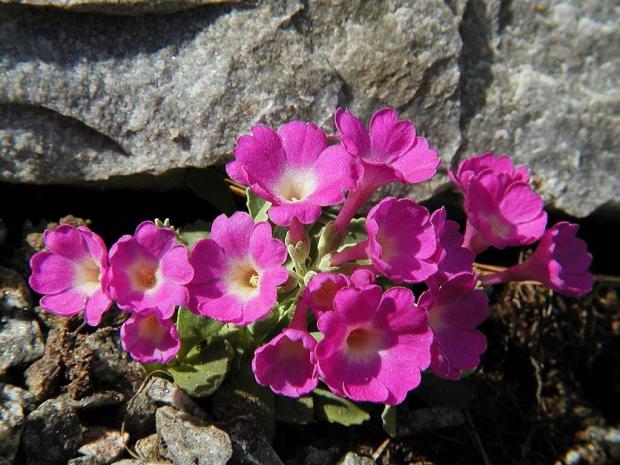 Primula 'Amanda Gabrielle'