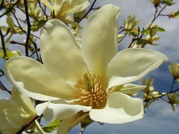 Magnolia acuminata 'Yellow Fever'