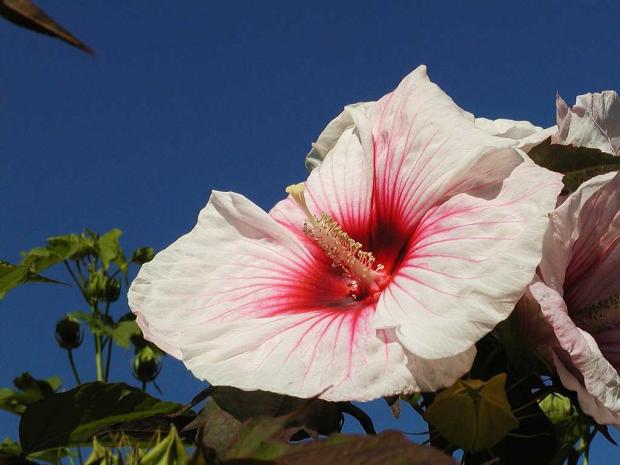Hibiscus 'Kopper King'