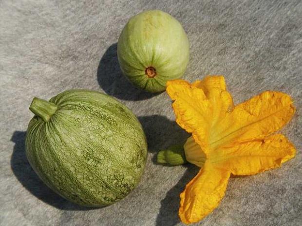 Cucurbita pepo var. medullosa 'Ronde de Nice'