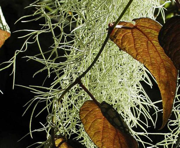 Tillandsia usneoides and Cissus discolor