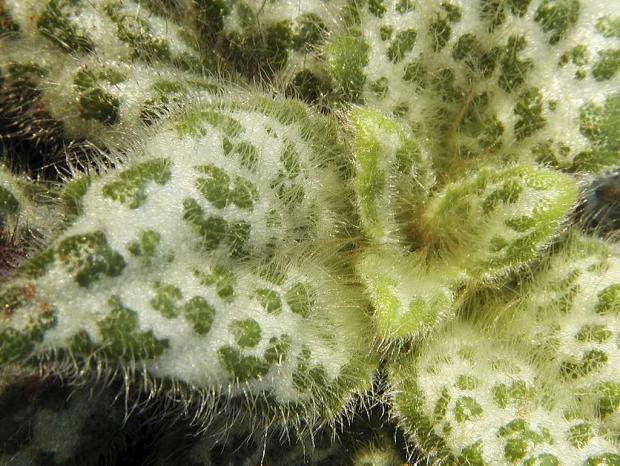 Chirita sinensis
